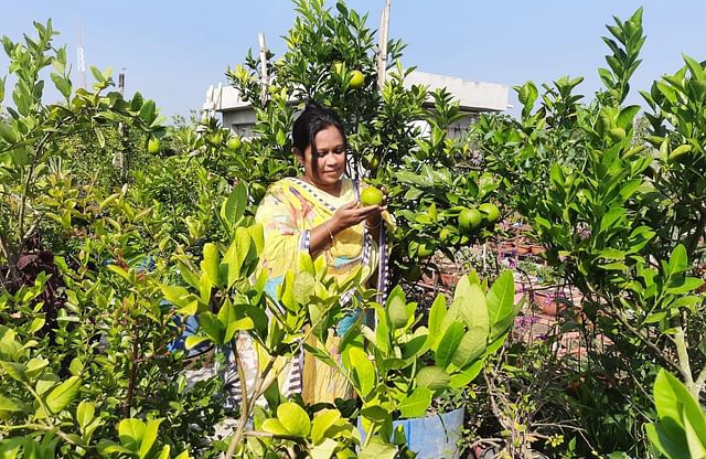 নড়াইলে ছাদে বাগান করে সম্প্রতি মিলেছে বঙ্গবন্ধু জাতীয় কৃষি পুরস্কার